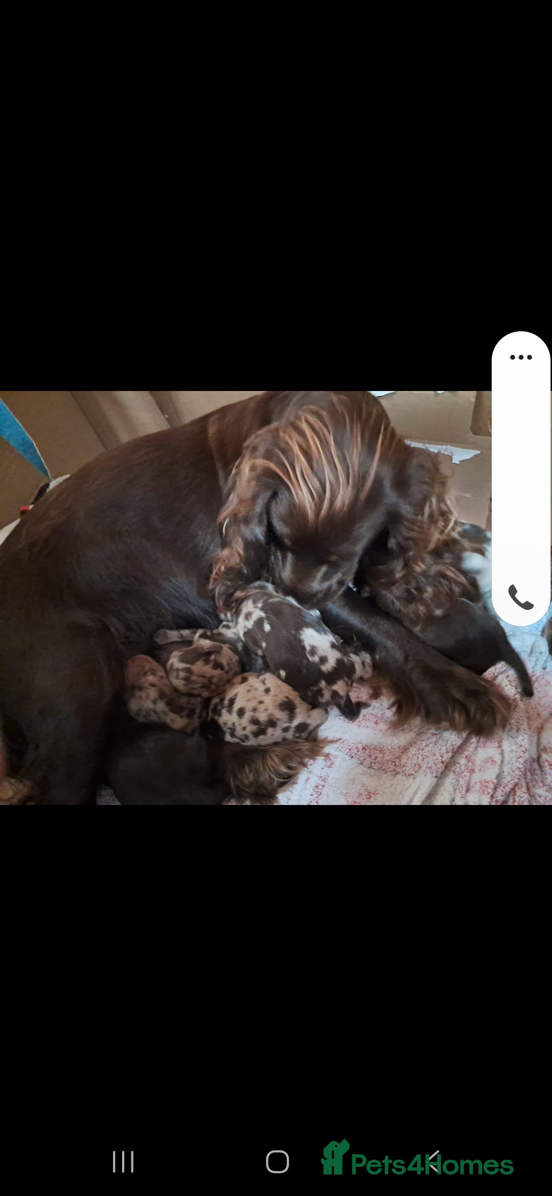 Toy Poodle dogs for stud: PROVEN Chocolate merle toy poodle in Leighton Buzzard - Advert 6