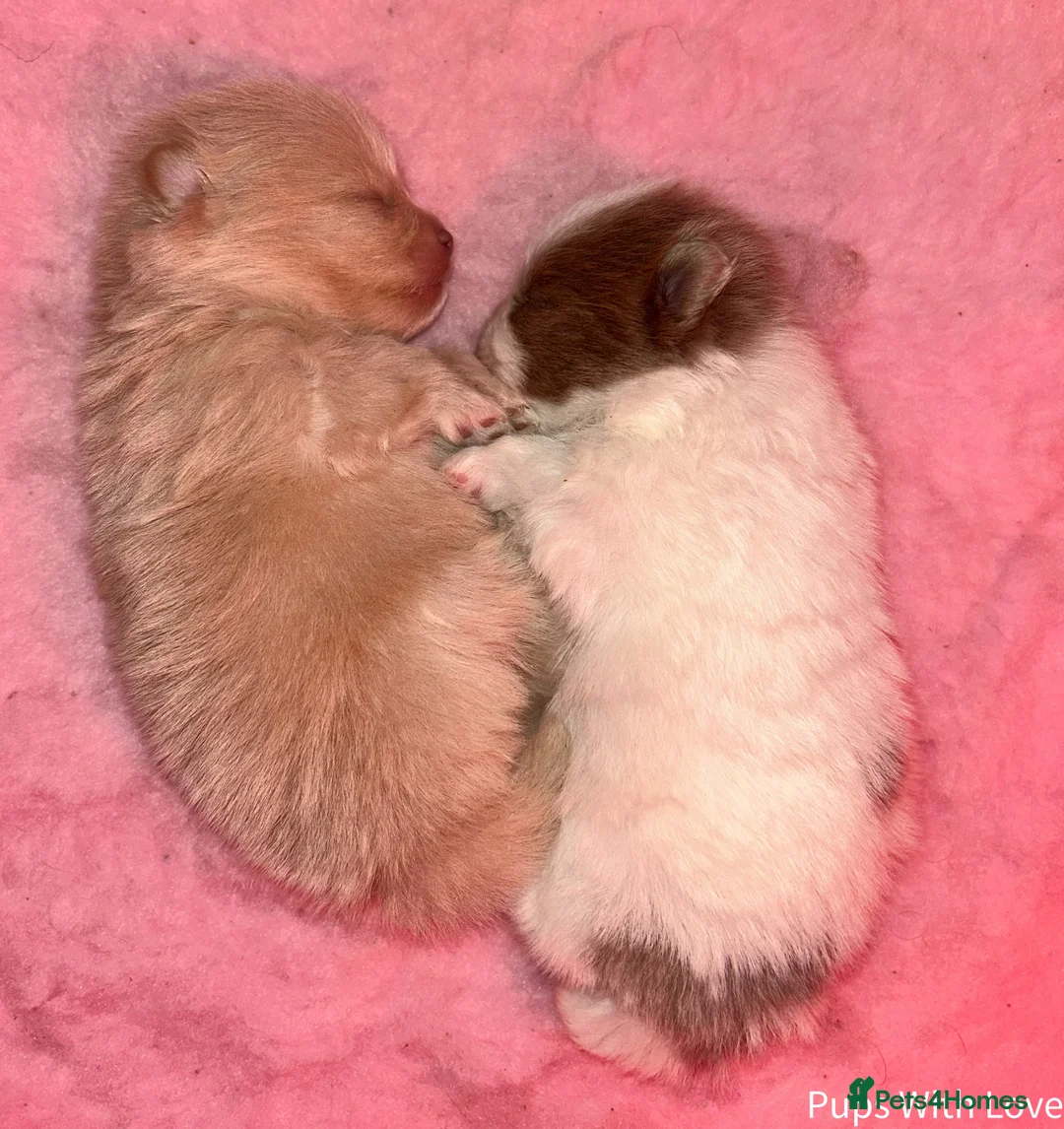 Pomeranian dogs for sale: Beautiful  **  Russian Girls  - Advert 8