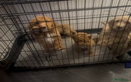 Goldendoodle dogs for sale: Adorable golden doodles - Image 17