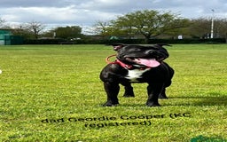 Staffordshire Bull Terrier dogs for sale: Ms/Mister - Image 7