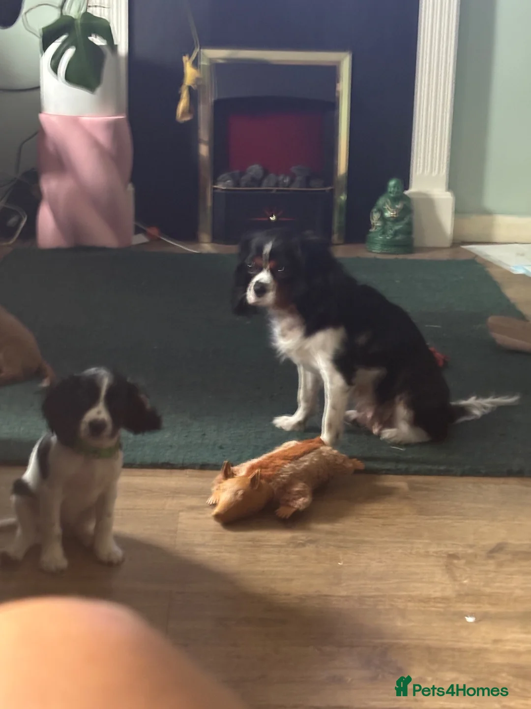 Cavapoo dogs for sale: Cavapoo girl - Advert 2