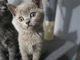 British Shorthair cats Stunning British shorthair kittens - Advert 10