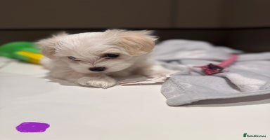 Maltese dogs - Advert 2