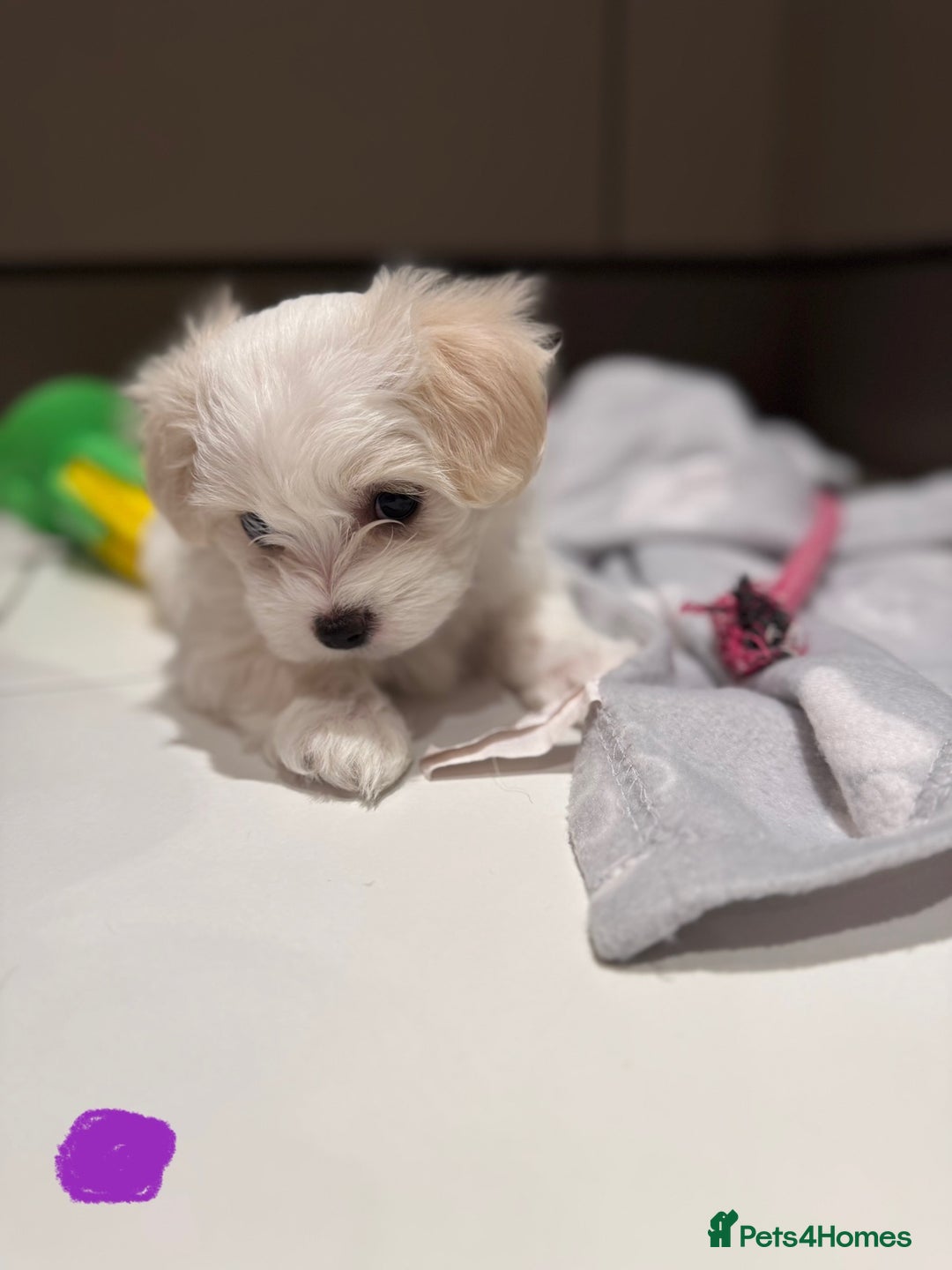 Maltese dogs for sale: 5 Generation KC registered Maltese - Image 5
