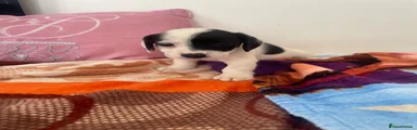 Mixed Breed 1