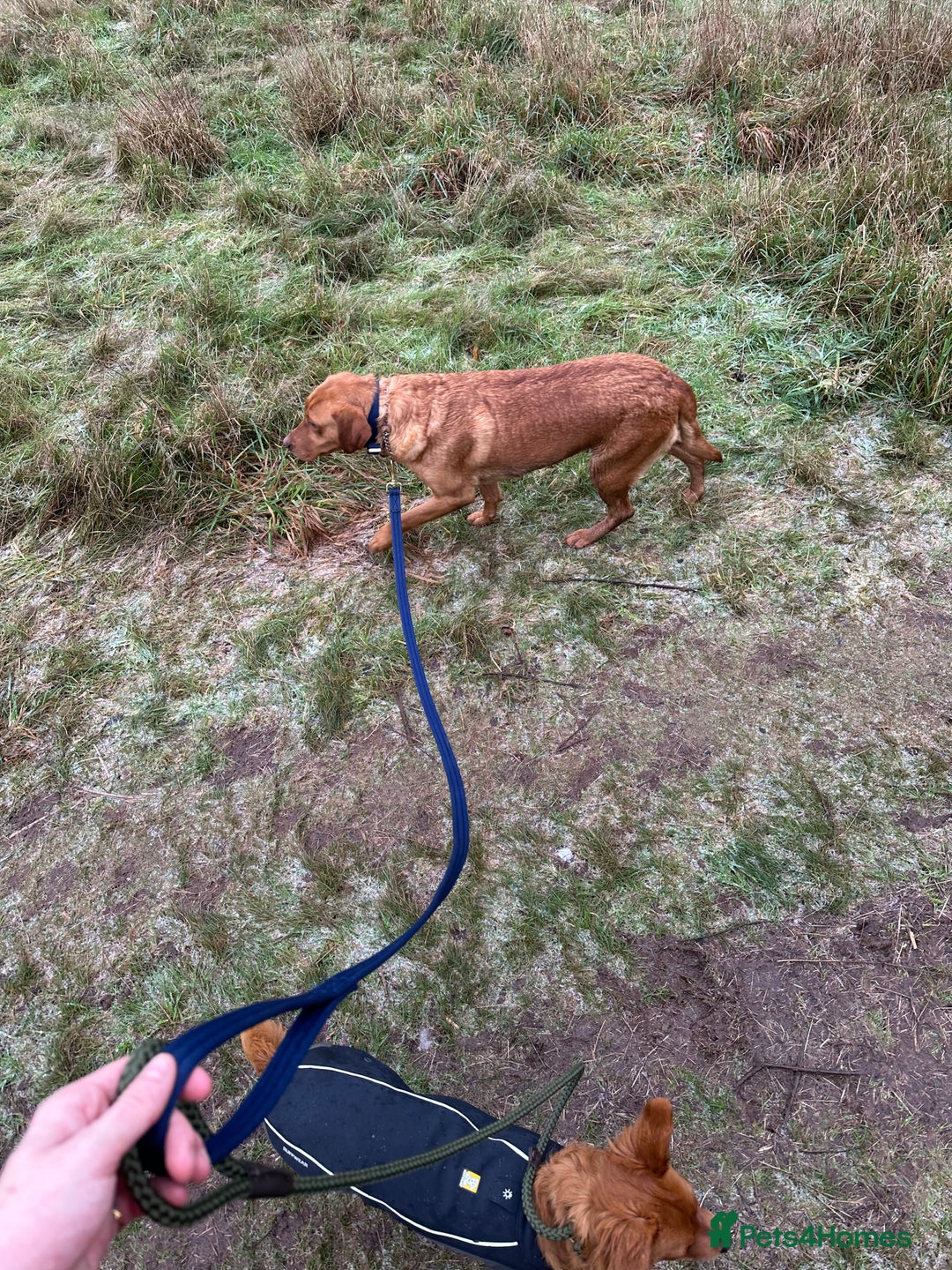 Labrador Retriever dogs for sale: RESERVED Reeva Fox Red Labrador  - Advert 7