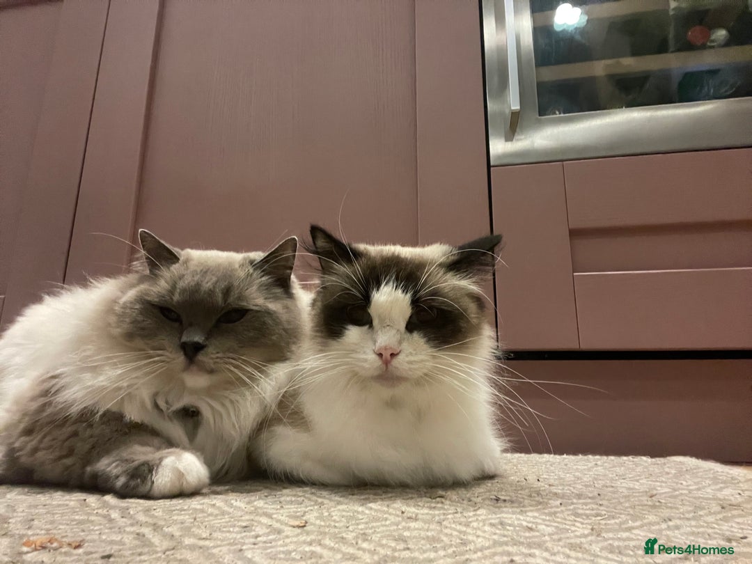 Ragdoll cats for sale: Seal Bicolour Ragdoll - Image 3