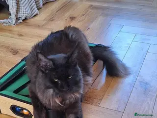 Maine Coon cats Beautiful maine coons - Advert 11