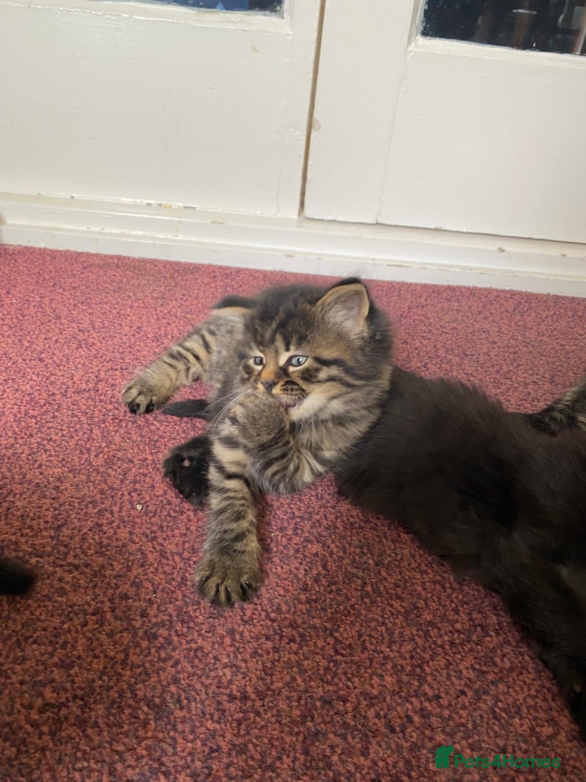 Siberian cats for sale: ADORABLE SIBERIAN X RUSSIAN BLUE MIX - Advert 5