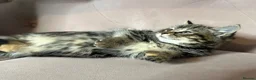 Mixed Breed cats for sale: Part Maine Coon kitten, ready - Advert 4