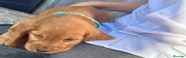 Cocker Spaniel 3