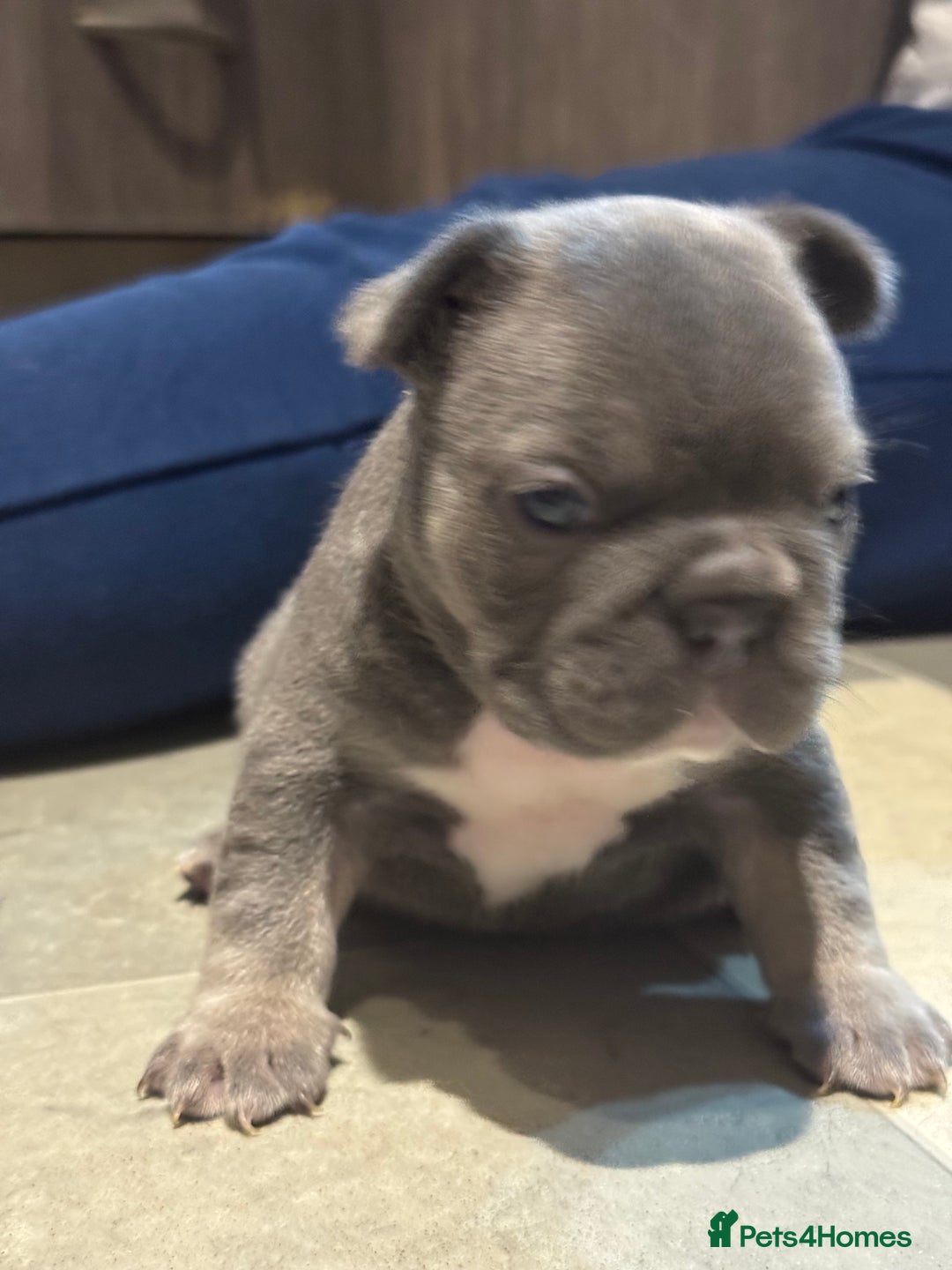 French Bulldog dogs for sale:  AMAZING PUPS  - Advert 6
