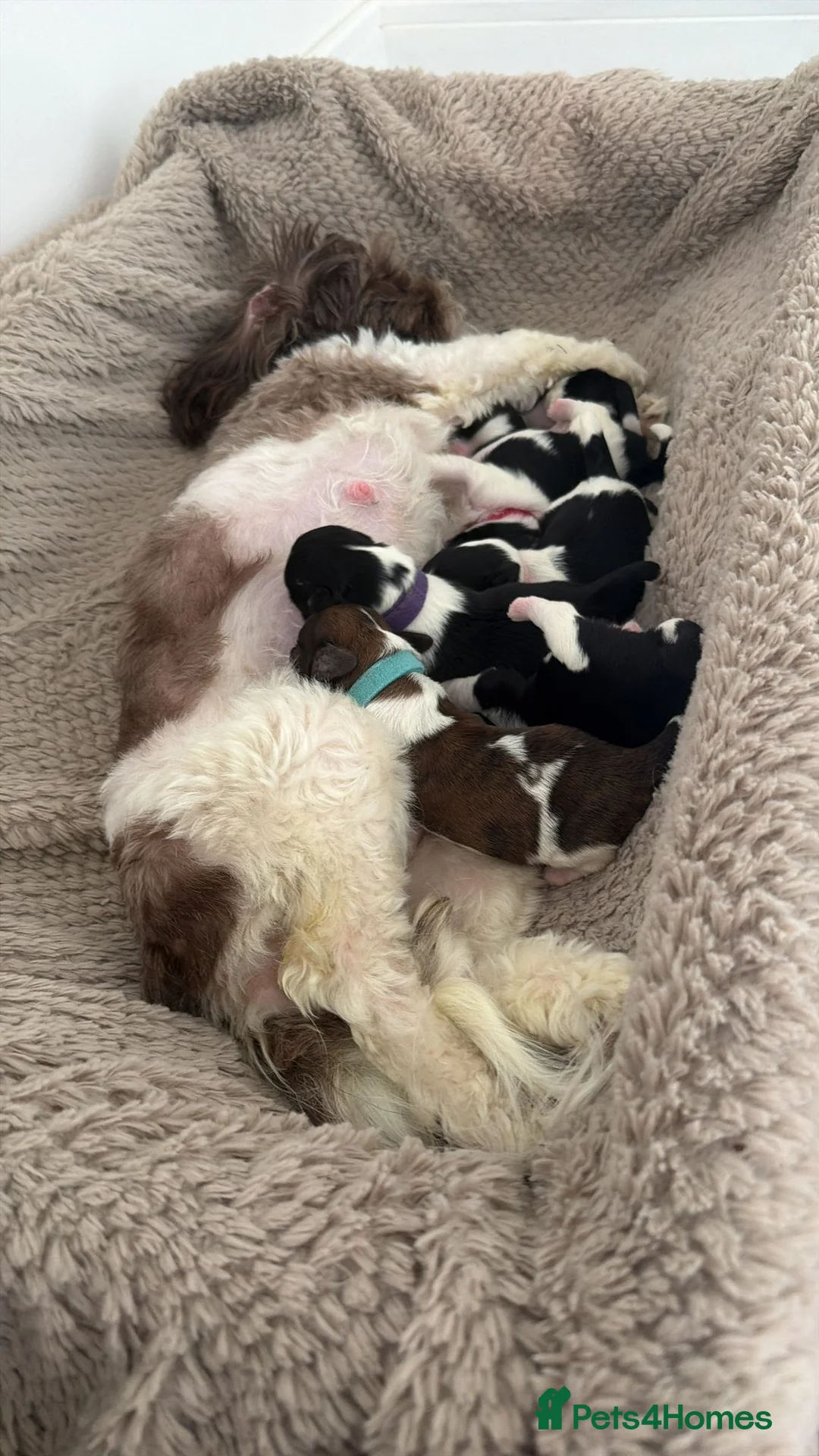 Shih Tzu dogs for sale: ⭐⭐ Shih Tzu Puppies - Mum & Dad Here ⭐⭐ - Advert 1