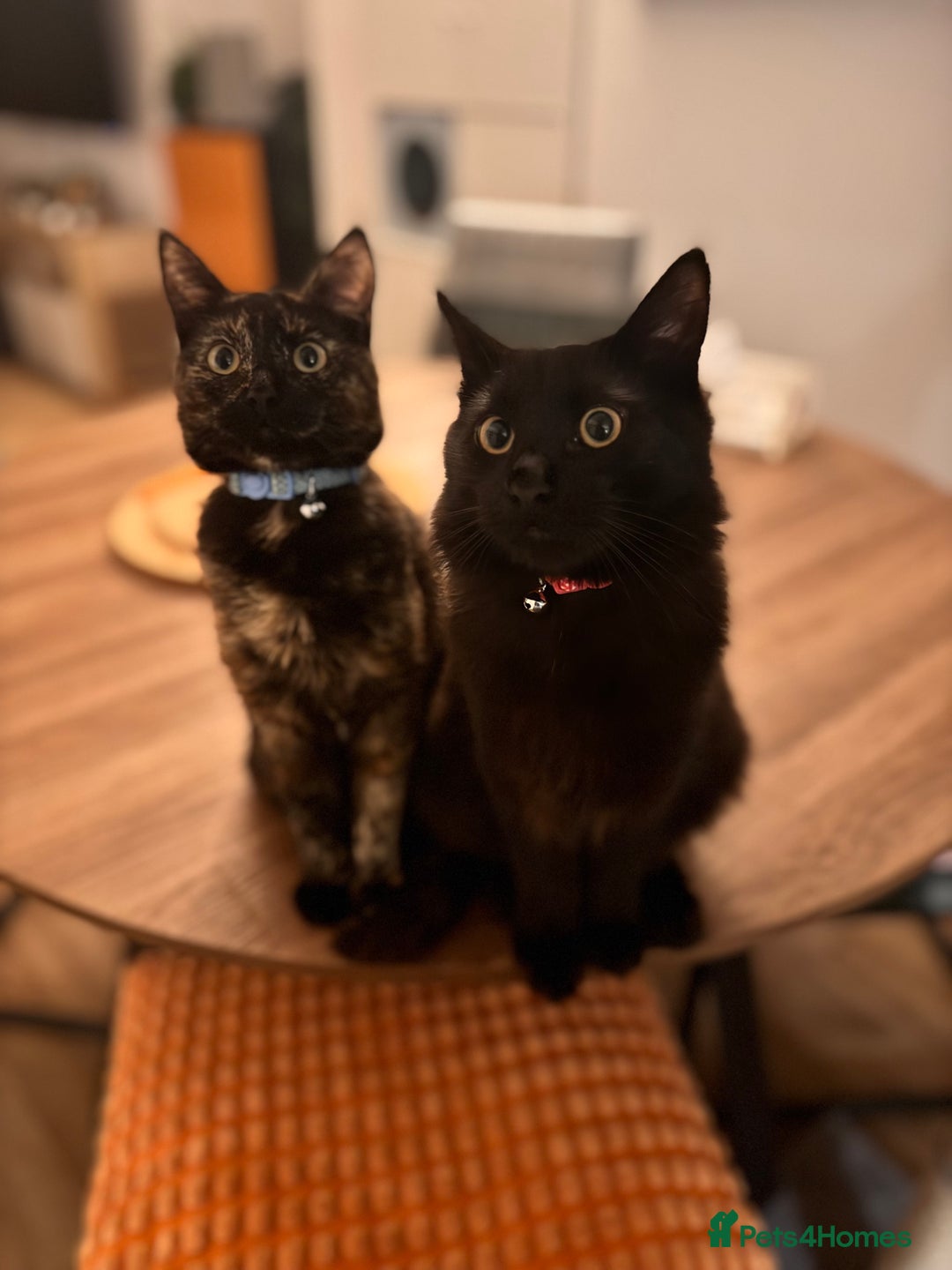 Mixed Breed cats for sale: 7 month old brother & sister looking for new home - Advert 12