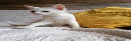 Mixed Breed cats for adoption: 🐾❤️ THREE ADORABLE KITTENS READY in Burton-on-Trent - Advert 5