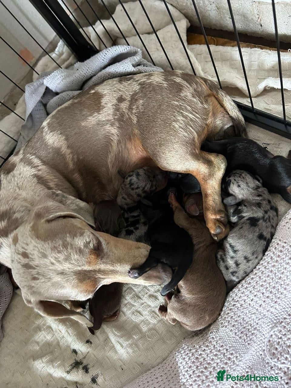 Miniature Dachshund dogs ADORABLE PUPPIES - Advert 1