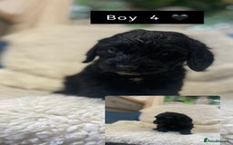 Cockapoo dogs for sale: Cockapoos puppy’s 🐶🐾 - Image 4