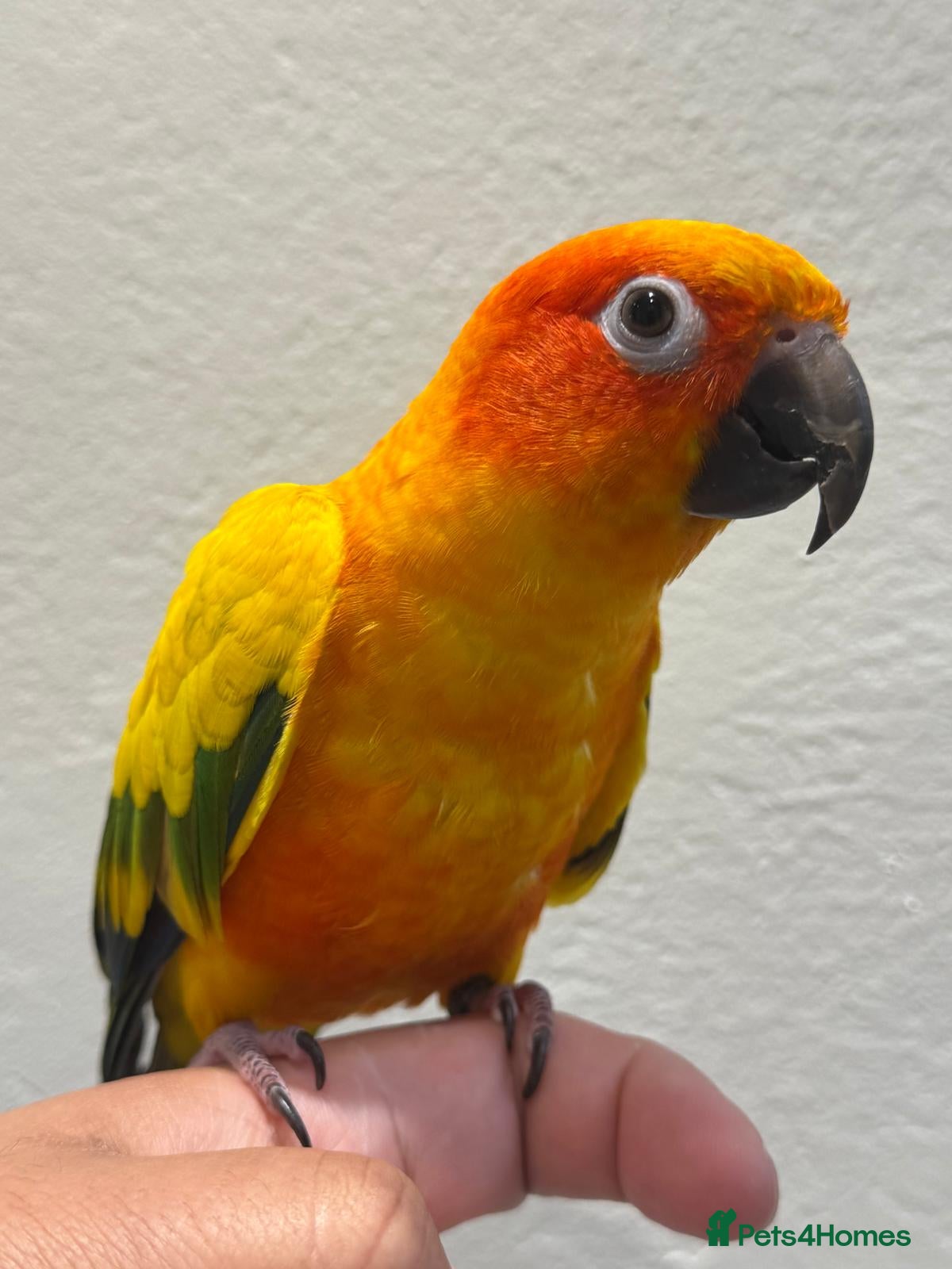 Conures birds Sun Conure Hand Tamed  - Advert 1