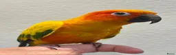 Conures birds for sale: Sun Conure Hand Tamed Female - Advert 1