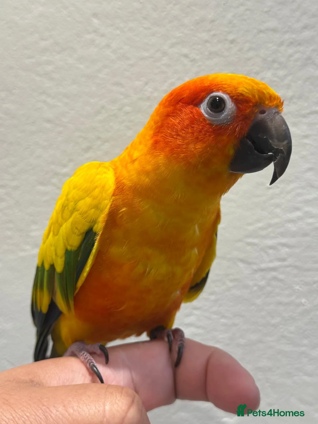 Conures birds for sale: Sun Conure Hand Tamed Female - Advert 1