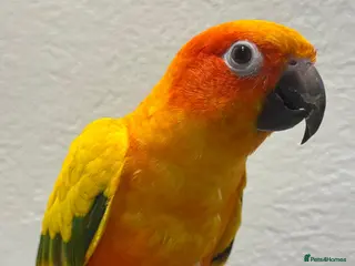 Conures birds Sun Conure Hand Tamed - Advert 1