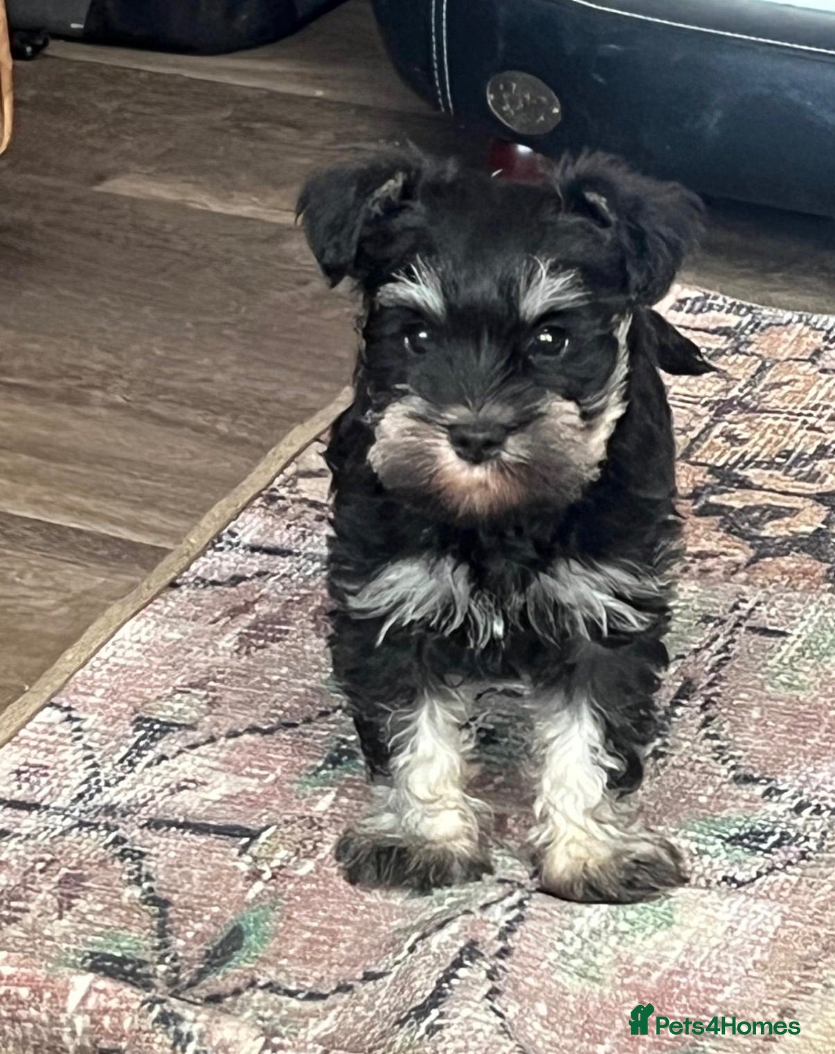 Miniature Schnauzer dogs 1 Beautiful kc Reg mini schnauzers girl left. - Advert 1