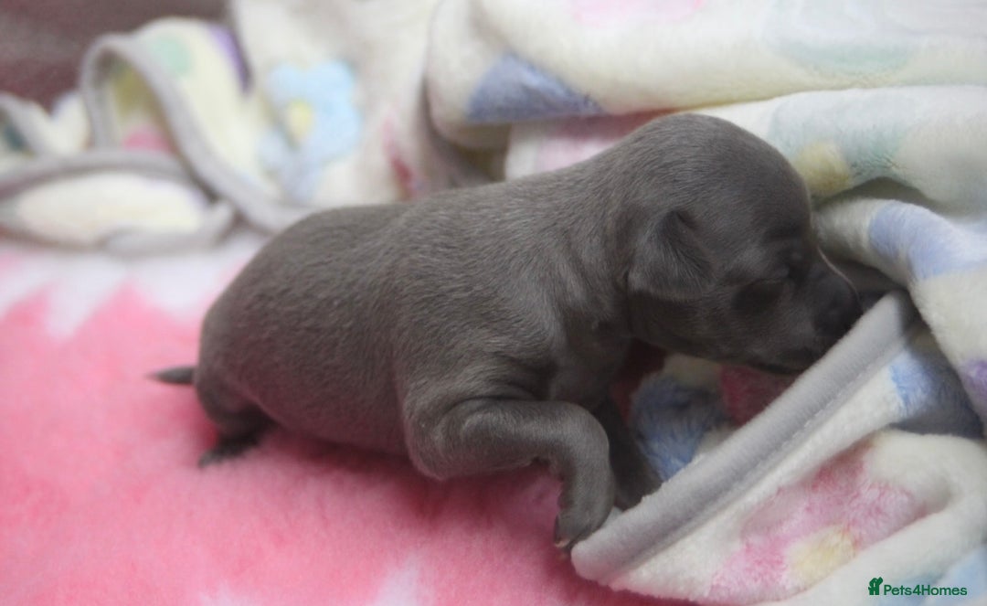 Italian Greyhound dogs for sale: Beautiful Italian greyhounds - Polish Bloodlines - Image 11