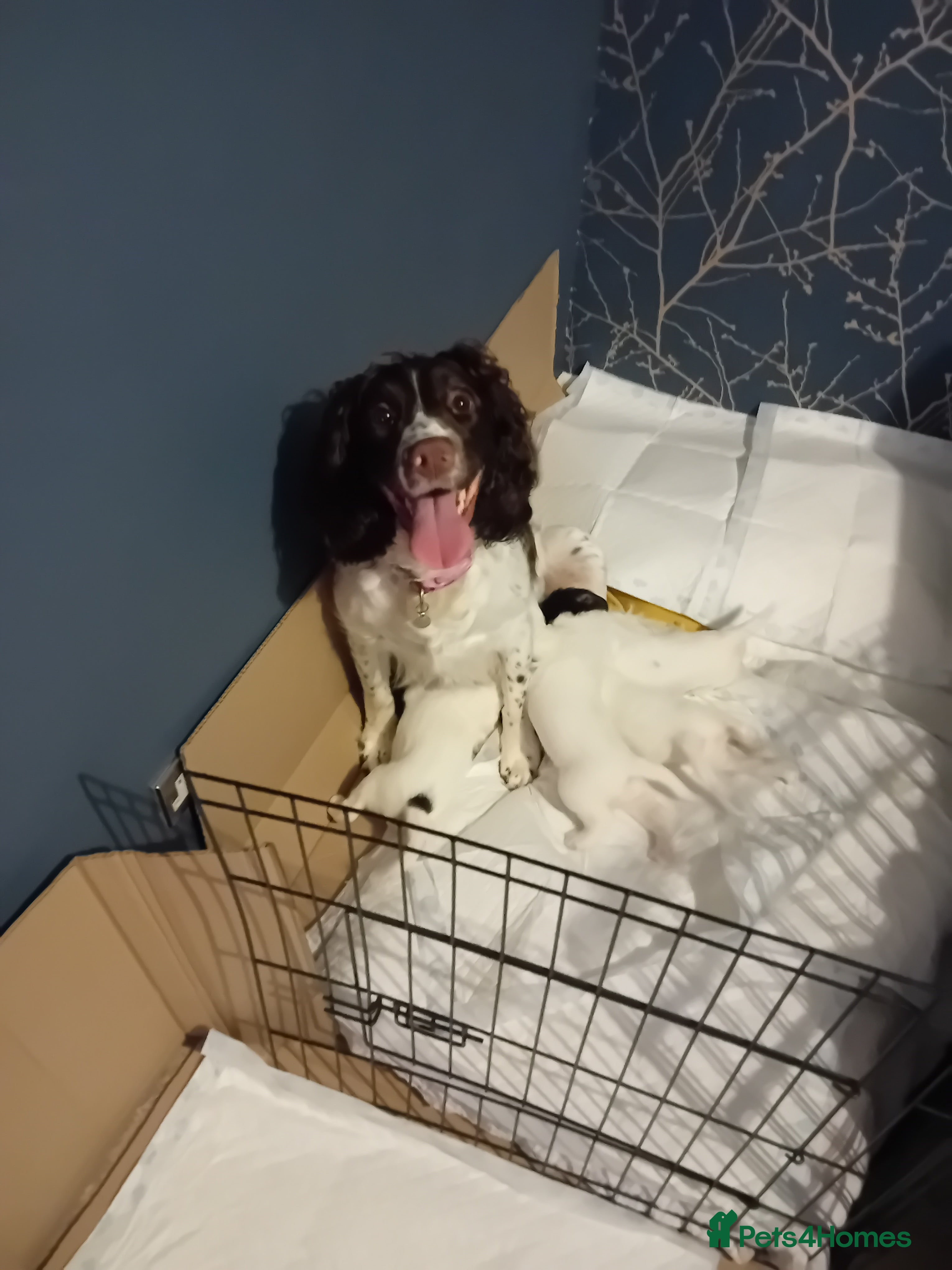 English Springer Spaniel dogs English Springer Spaniel  - Advert 8