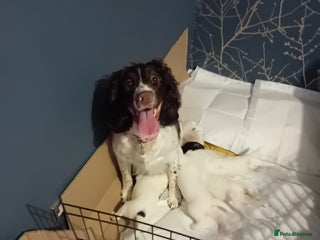 English Springer Spaniel dogs - Advert 1