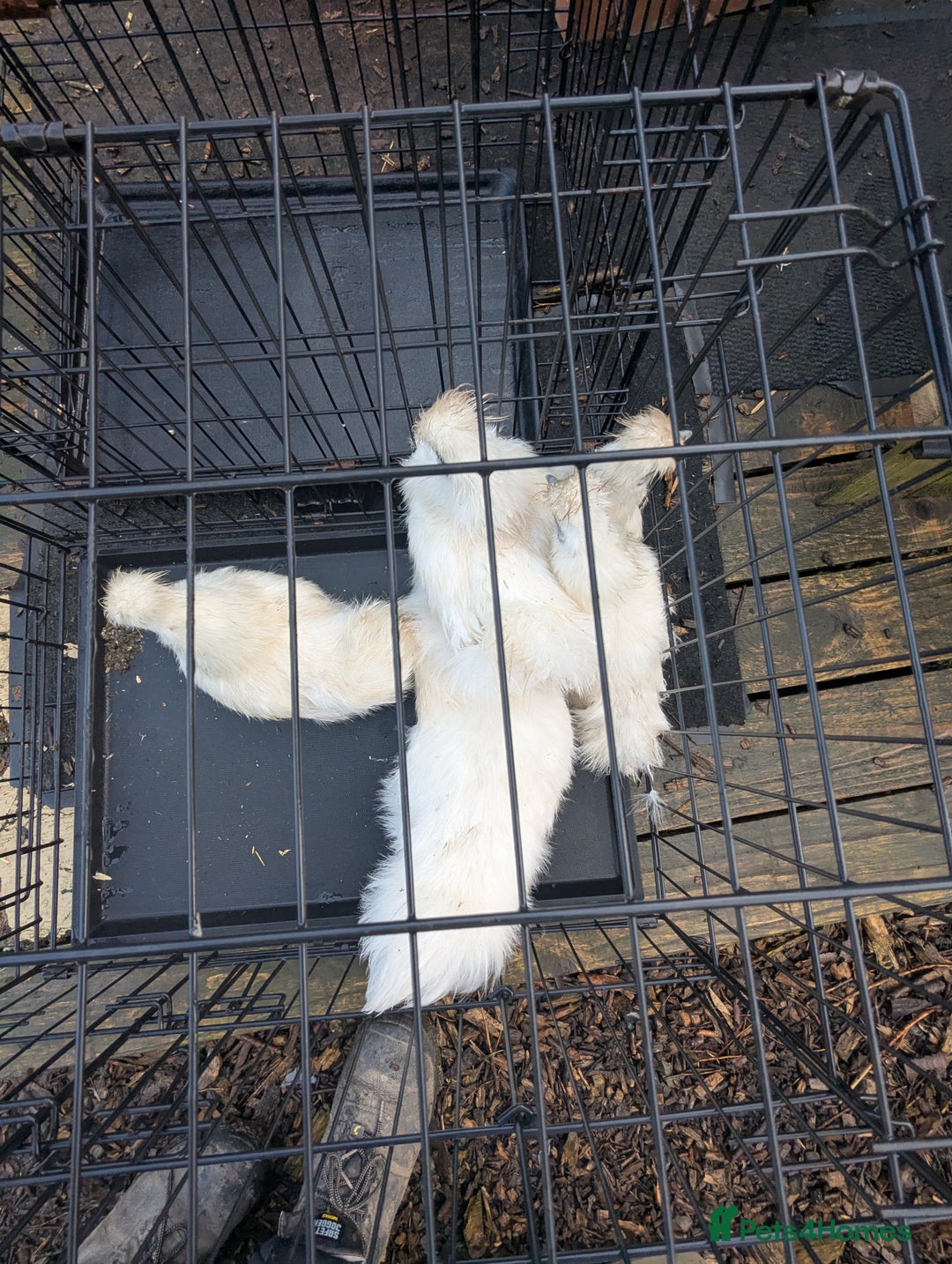 Chickens poultry for sale: 5 silkie chicks - Image 3