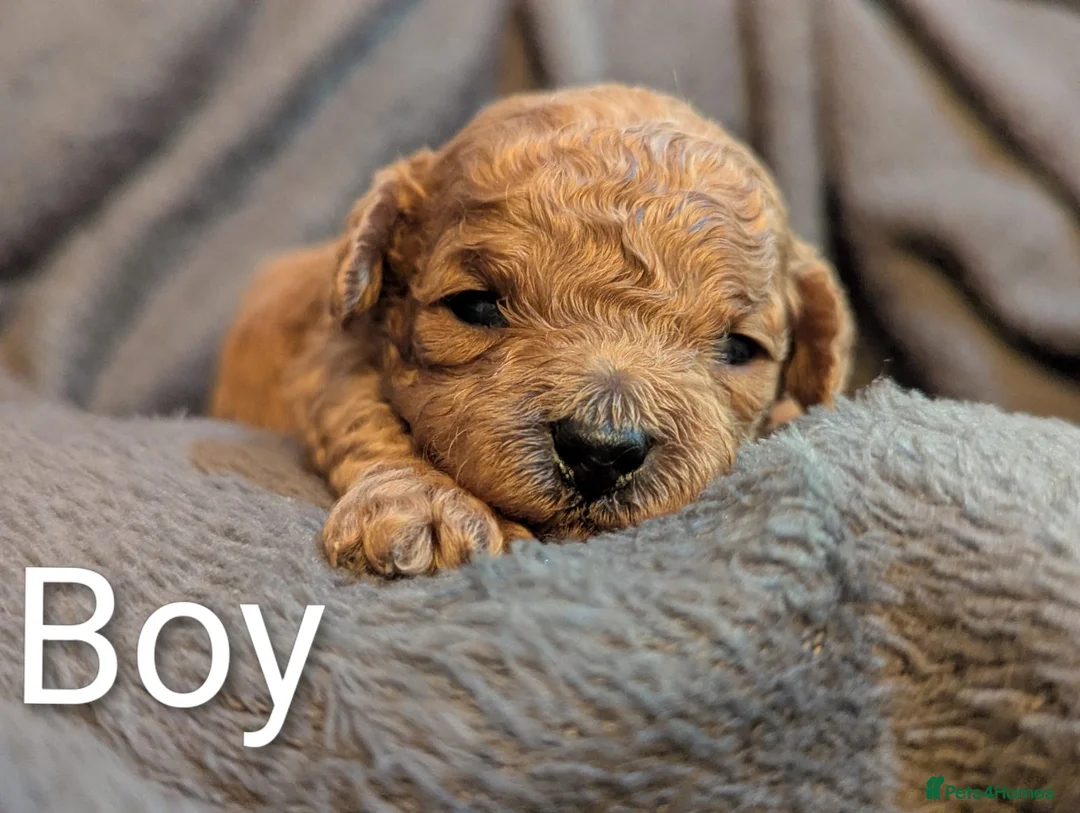 Poochon dogs for sale: Adorable poochon puppies - Advert 10