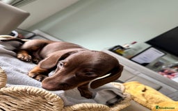 Dachshund dogs for sale: Dachshund Puppies  - Image 4