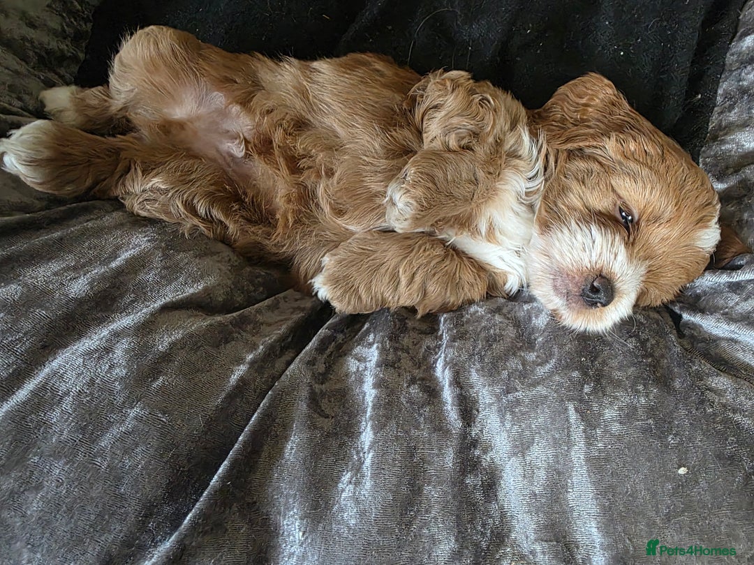 Cockapoo dogs for sale: F1b cockapoos ONLY 1 boy left READY NOW - Image 8