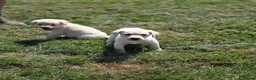 Labrador Retriever dogs for sale: Gorgeous mixed litter of golden Labrador puppies  - Advert 11