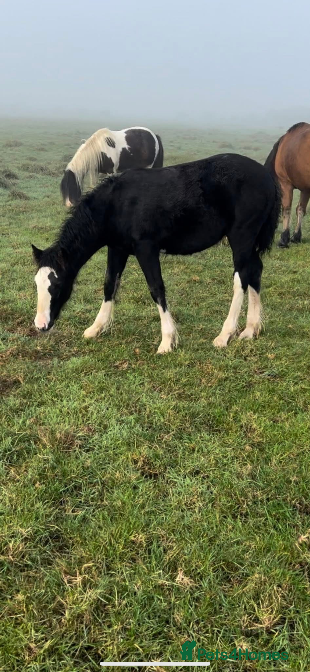Irish Cob horses for sale: Filly for full loan or sale  - Advert 4