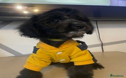 Cockapoo dogs for sale: Cockapoo F2 beautiful puppies ready to go  - Image 25