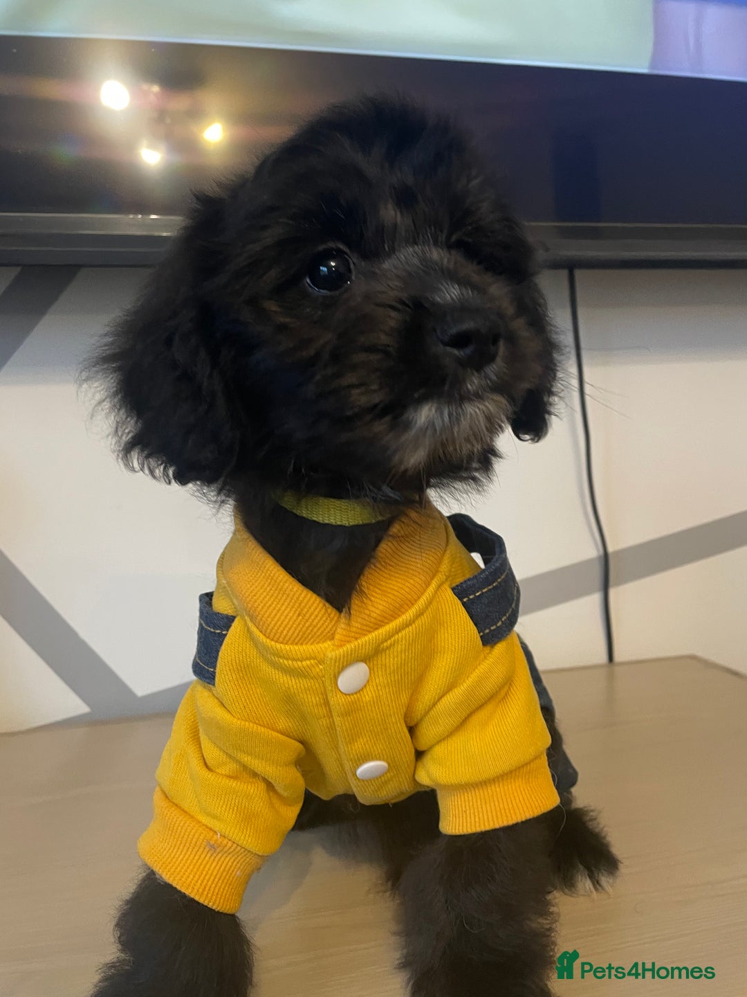 Cockapoo dogs for sale: Cockapoo F2 beautiful puppies ready to go  - Image 25