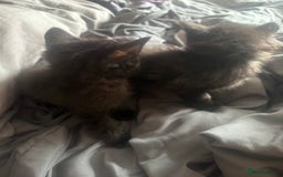 British Shorthair cats for sale: Kittens for sale - Image 5