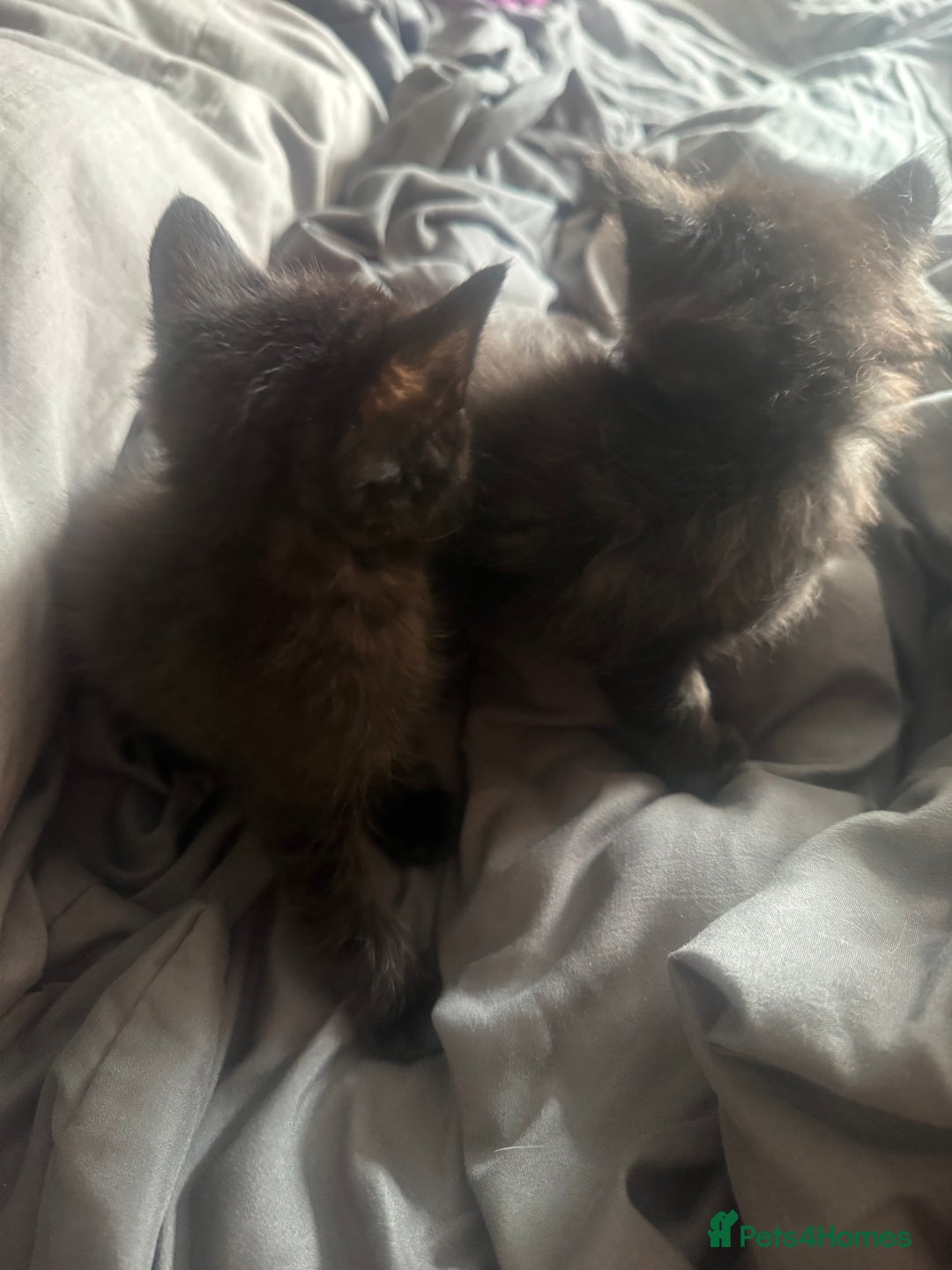 British Shorthair cats for sale: Kittens for sale - Image 5