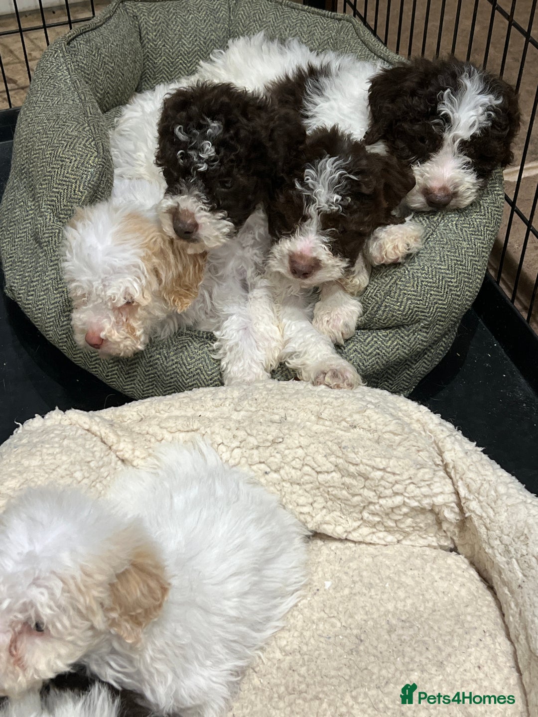 Lagotto Romagnolo dogs for sale: Perfect Lagotto Romagnolo  - Advert 3