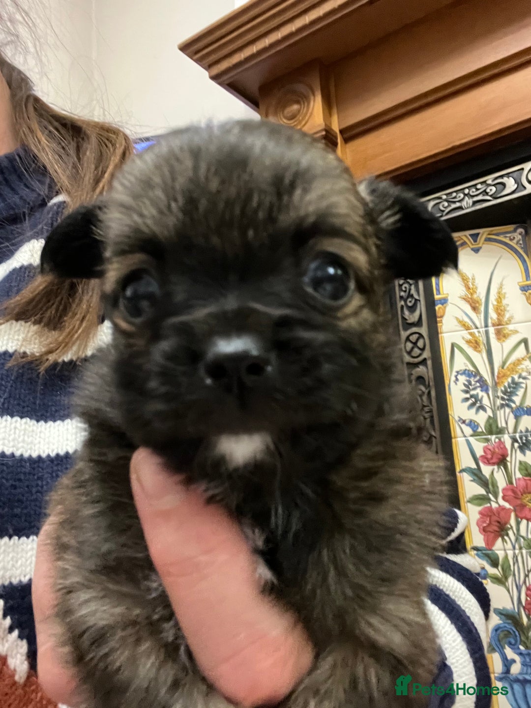 Chihuahua dogs for sale: 3 Gorgeous long coats boys - Advert 5