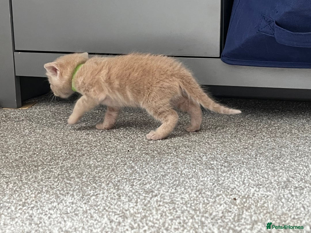 Mixed Breed cats for sale: Boy litter  - Image 5