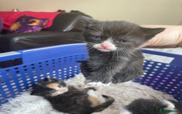 Domestic Shorthair cats for sale: Kittens  - Image 2