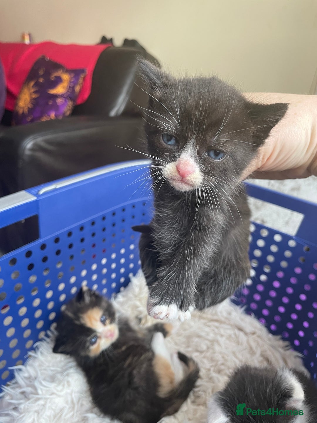 Domestic Shorthair cats for sale: Kittens  - Image 2