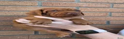 Hungarian Vizsla dogs for sale: EXCEPTIONAL HUNGARIAN VIZSLA PUPPIES - Advert 36