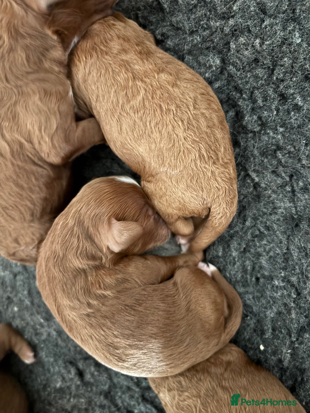 Cavapoo dogs for sale: Cavapoo F1B - Advert 3