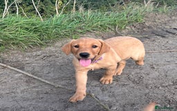 Labrador Retriever dogs for sale: Fox red Labrador puppies  - Image 1