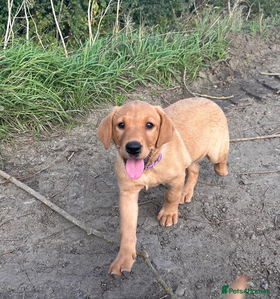 Labrador Retriever dogs for sale: Fox red Labrador puppies  - Image 1