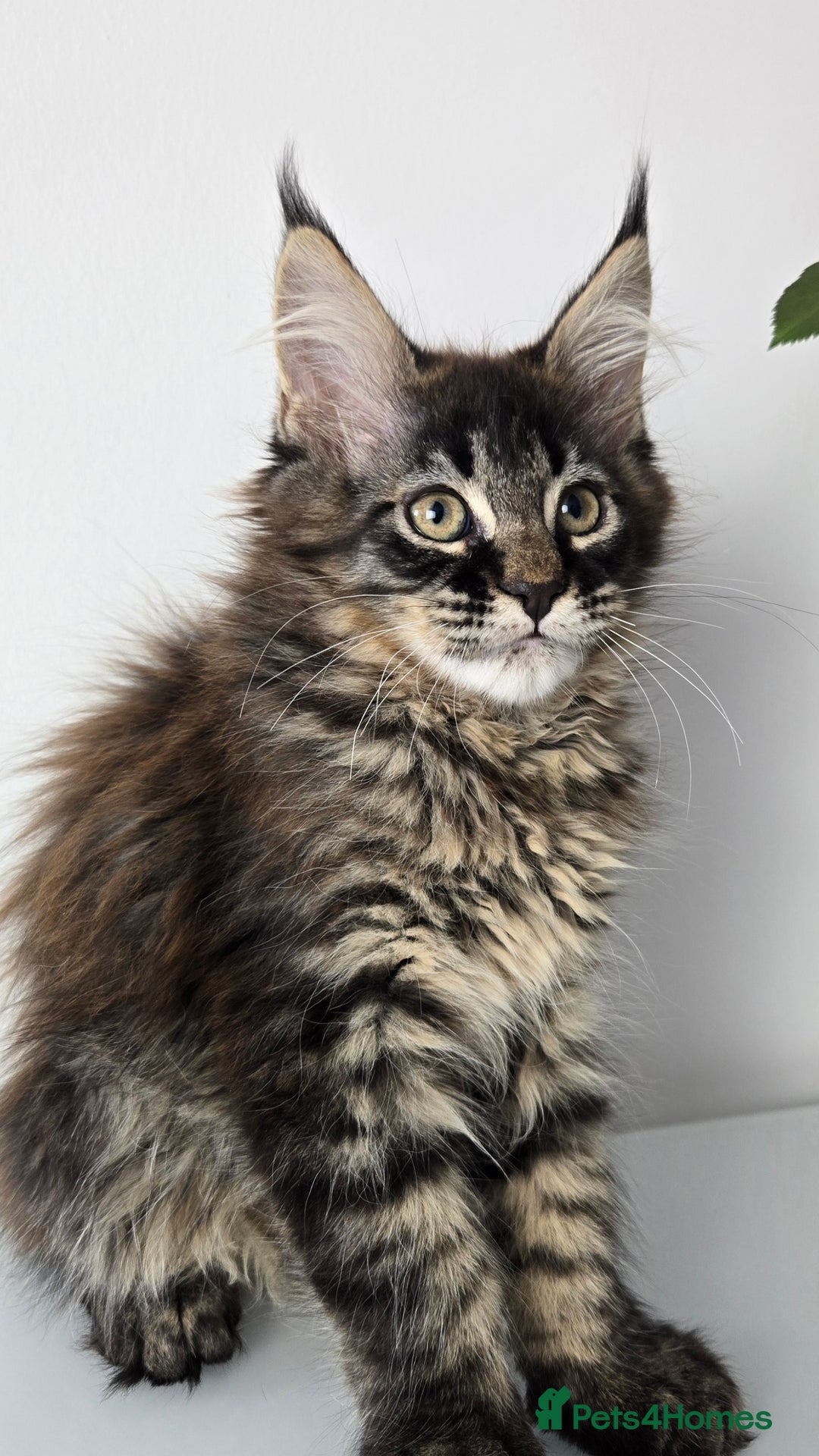 Maine Coon cats for sale: TICA registered maine coon girl READY TO NEW HOME  - Image 4