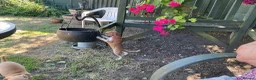 Italian Greyhound dogs for sale: Gorgeous Kc reg Italian greyhound  - Advert 23